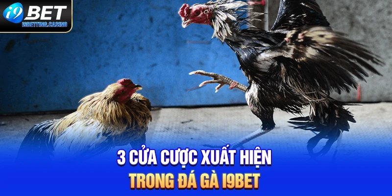 3 cửa cược xuất hiện trong đá gà I9BET