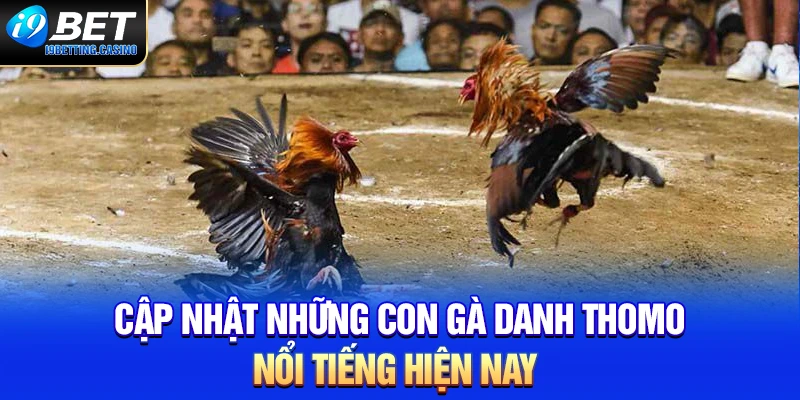 Cập nhật gà danh Thomo nổi tiếng hiện nay