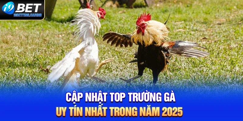 Cập Nhật Top Trường Gà Uy Tín Nhất Trong Năm 2025
