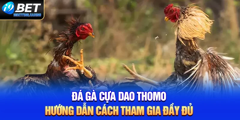 Đá Gà Cựa Dao Thomo - Hướng Dẫn Cách Tham Gia Đầy Đủ