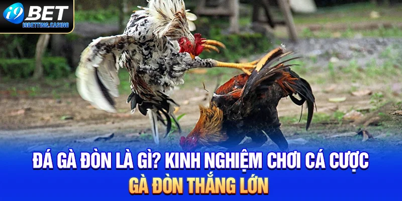 Đá Gà Đòn Là Gì? Kinh Nghiệm Chơi Cá Cược Gà Đòn Thắng Lớn