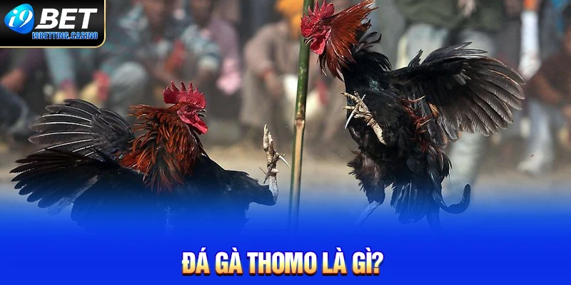 Đá gà Thomo là gì?