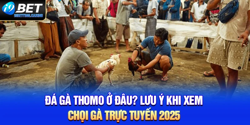 Đá Gà Thomo Ở Đâu? Lưu Ý Khi Xem Chọi Gà Trực Tuyến 2025