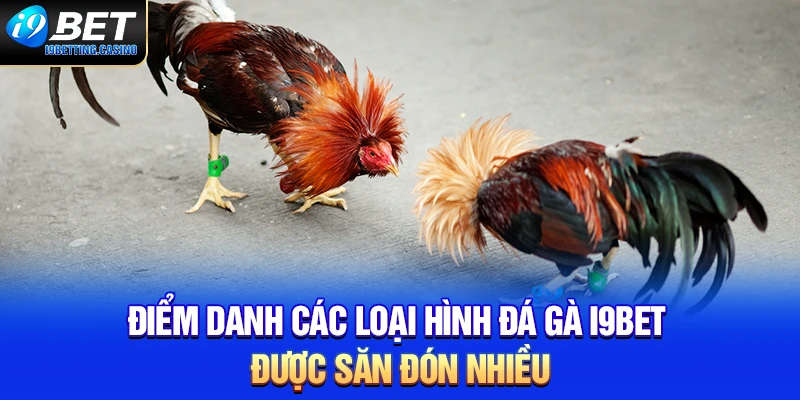 Điểm danh các loại hình đá gà I9BET được săn đón nhiều