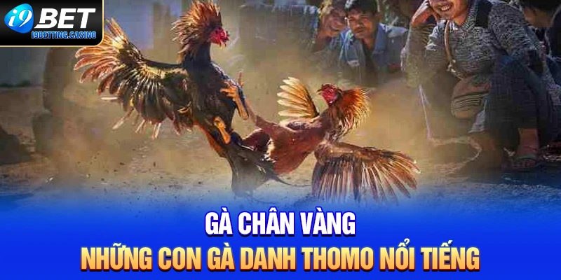 Gà chân vàng - Những con gà danh Thomo nổi tiếng
