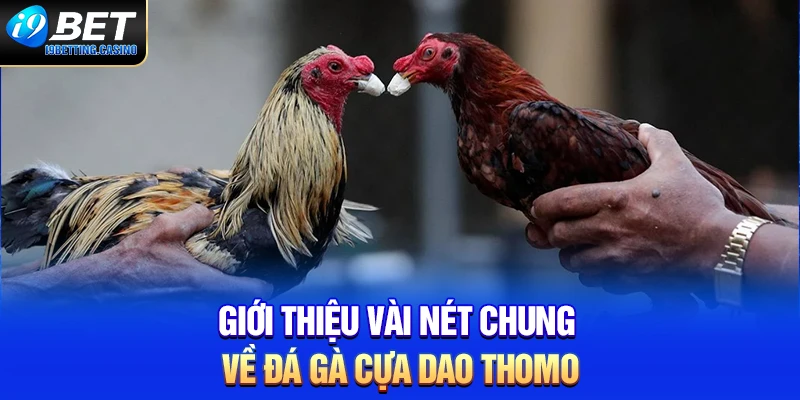 Giới thiệu vài nét chung về đá gà cựa dao Thomo