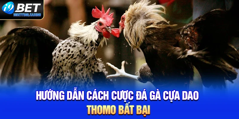 Hướng dẫn cách cược đá gà cựa dao tại Thomo bất bại