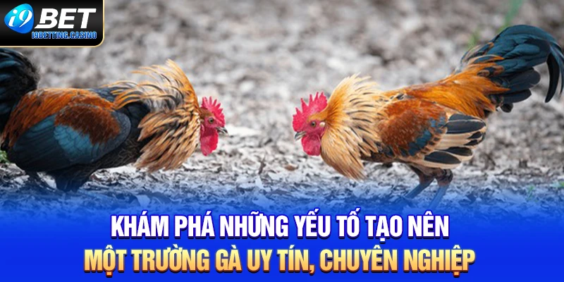 Khám phá những yếu tố tạo nên một trường gà uy tín, chuyên nghiệp