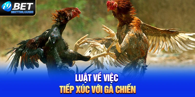 Luật về việc tiếp xúc với gà chiến