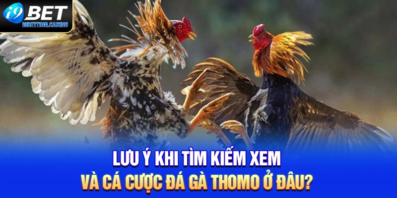 Lưu ý khi tìm kiếm xem và cá cược đá gà Thomo?