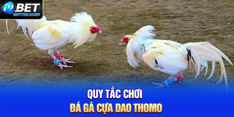 Quy tắc chơi đá gà cựa dao Thomo