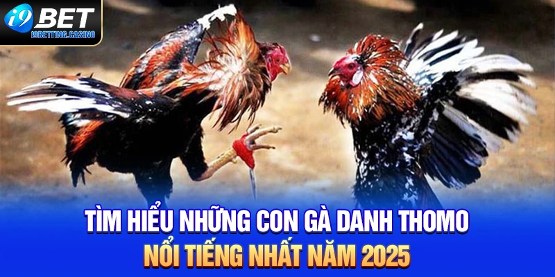 Tìm Hiểu Những Con Gà Danh Thomo Nổi Tiếng Nhất Năm 2025