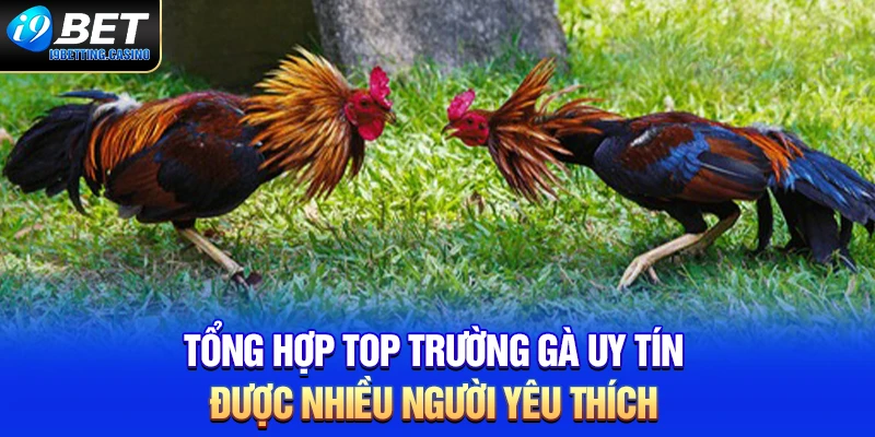 Tổng hợp top trường gà uy tín được nhiều người yêu thích