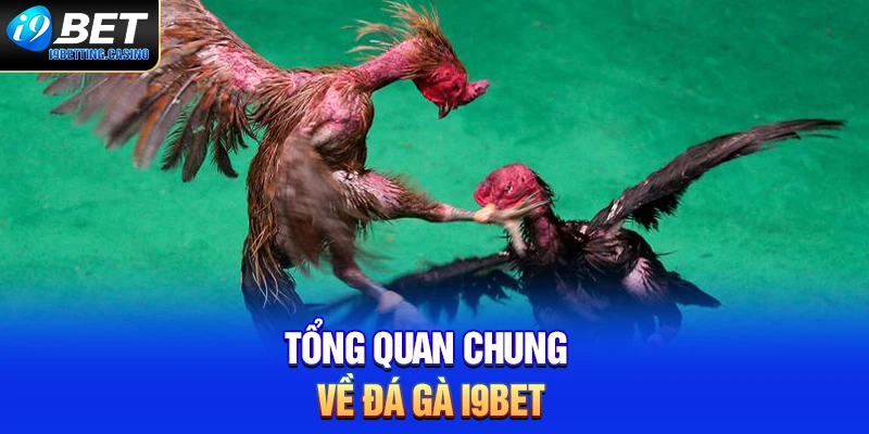 Tổng quan chung về đá gà I9BET