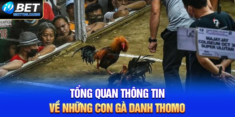 Tổng quan thông tin về những con gà danh Thomo