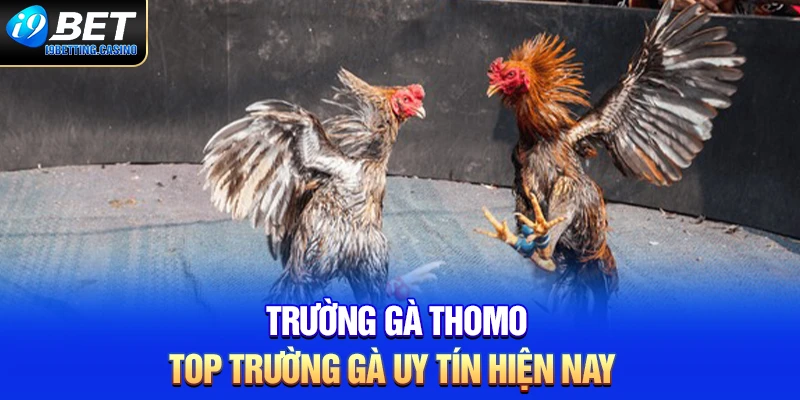 Trường gà Thomo - Top trường gà uy tín hiện nay