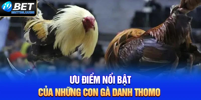 Ưu điểm nổi bật của gà danh Thomo