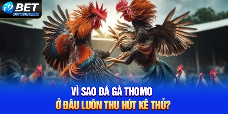 Vì sao đá gà Thomo ở đâu luôn thu hút kê thủ?