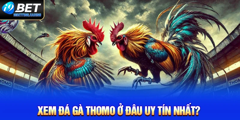 Xem đá gà Thomo ở đâu uy tín nhất?