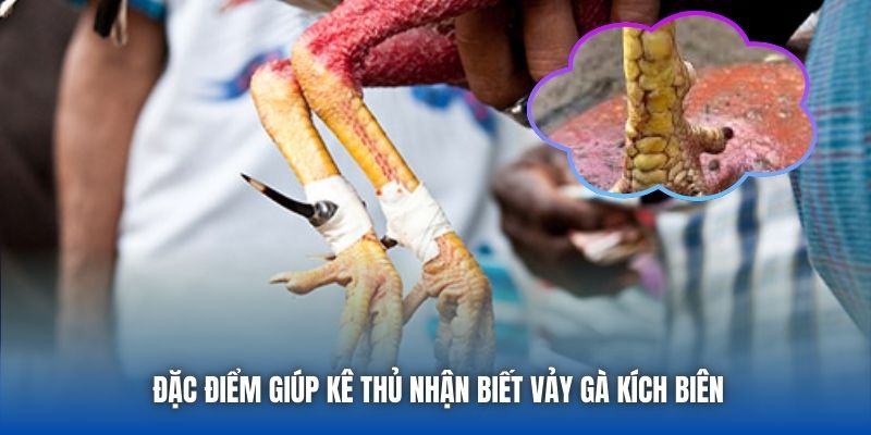 Đặc điểm giúp kê thủ nhận biết vảy gà kích biên