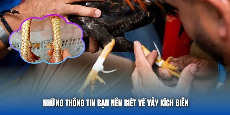 Những thông tin bạn nên biết về vảy kích biên