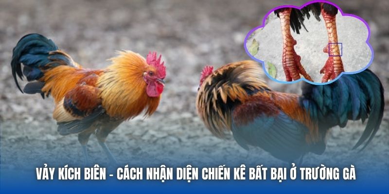 Vảy Kích Biên - Cách Nhận Diện Chiến Kê Bất Bại Ở Trường Gà