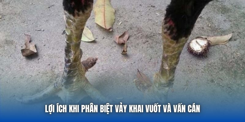 Lợi ích khi phân biệt vảy khai vuốt và vấn cán