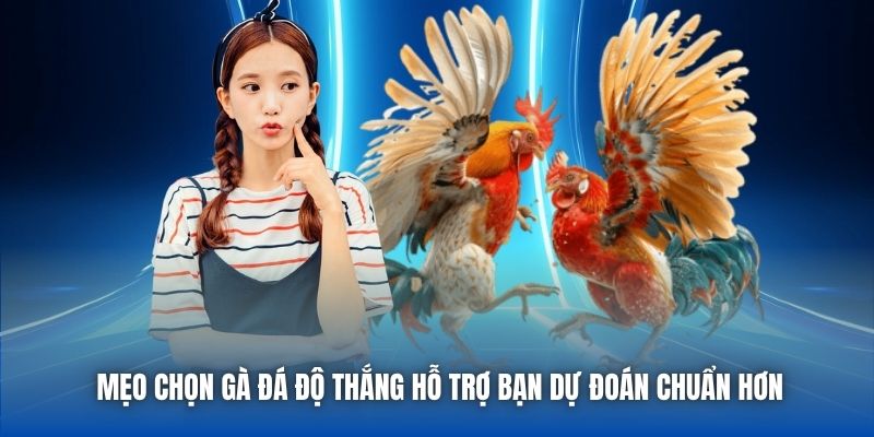 Mẹo chọn gà đá độ thắng hỗ trợ bạn dự đoán chuẩn hơn