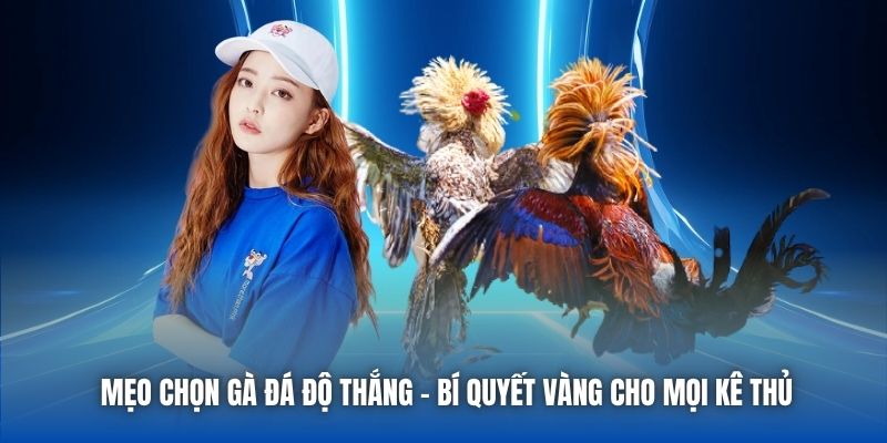 Mẹo Chọn Gà Đá Độ Thắng - Bí Quyết Vàng Cho Mọi Kê Thủ