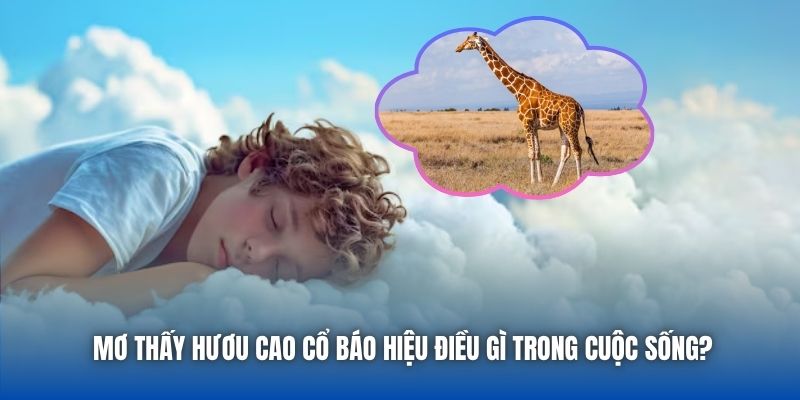 Mơ Thấy Hươu Cao Cổ Báo Hiệu Điều Gì Trong Cuộc Sống?