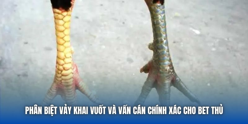 Phân Biệt Vảy Khai Vuốt Và Vấn Cán Chính Xác Cho Bet Thủ