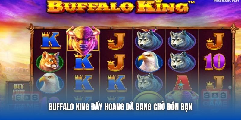 Buffalo King đầy hoang dã đang chờ đón bạn