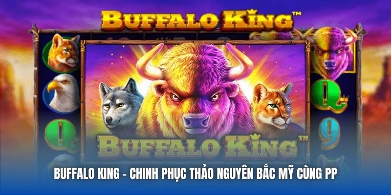 Buffalo King | Chinh Phục Thảo Nguyên Bắc Mỹ Cùng PP