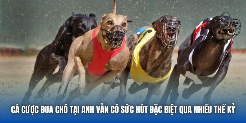 Cá cược đua chó tại Anh vẫn có sức hút đặc biệt qua nhiều thế kỷ