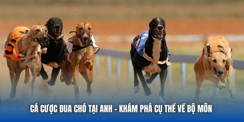 Cá Cược Đua Chó Tại Anh - Khám Phá Cụ Thể Về Bộ Môn