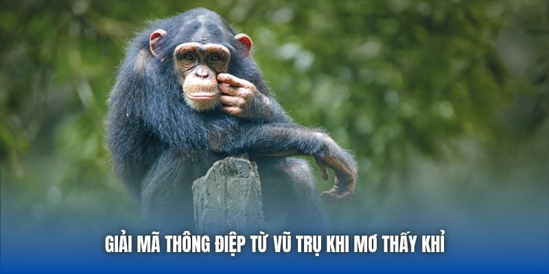 Giải mã thông điệp từ vũ trụ khi mơ thấy khỉ