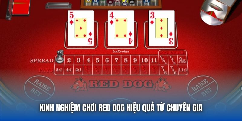 Kinh nghiệm chơi Red Dog hiệu quả từ chuyên gia