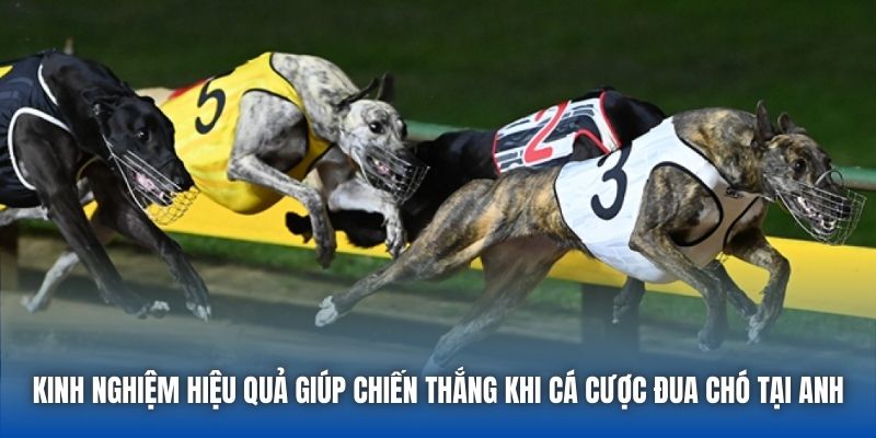 Kinh nghiệm hiệu quả giúp chiến thắng khi cá cược đua chó tại Anh