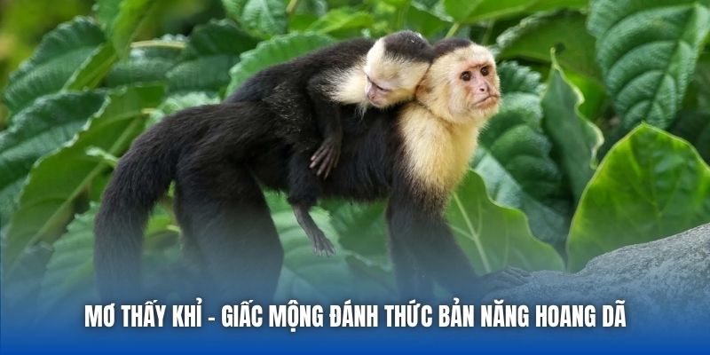 Mơ Thấy Khỉ - Giấc Mộng Đánh Thức Bản Năng Hoang Dã