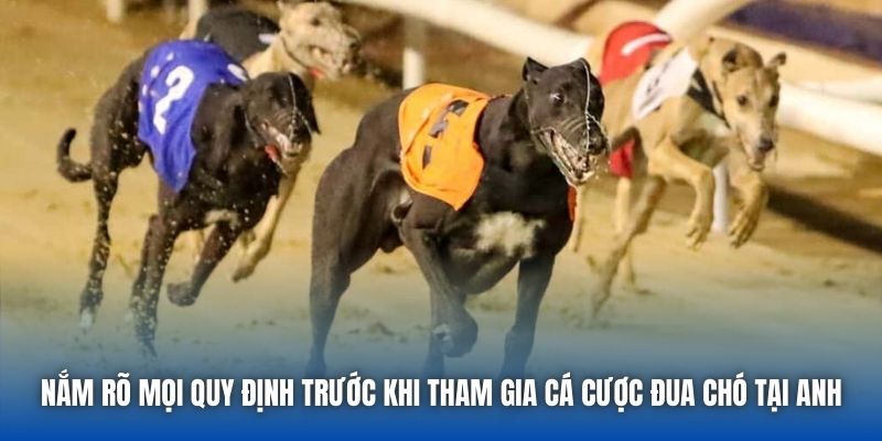 Nắm rõ mọi quy định trước khi tham gia cá cược đua chó tại Anh