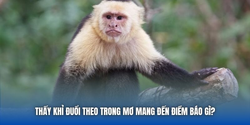 Thấy khỉ đuổi theo trong mơ mang đến điềm báo gì?