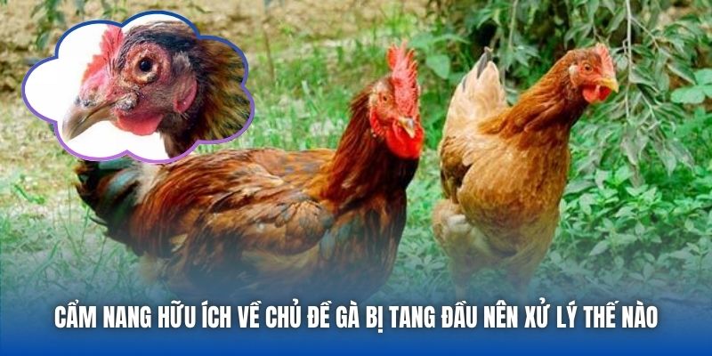 Cẩm nang hữu ích về chủ đề gà bị tang đầu nên xử lý thế nào