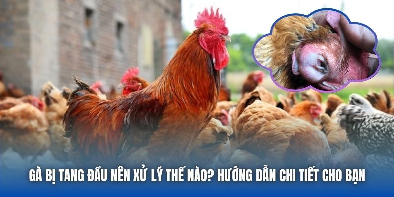 Gà Bị Tang Đầu Nên Xử Lý Thế Nào? Hướng Dẫn Chi Tiết Cho Bạn