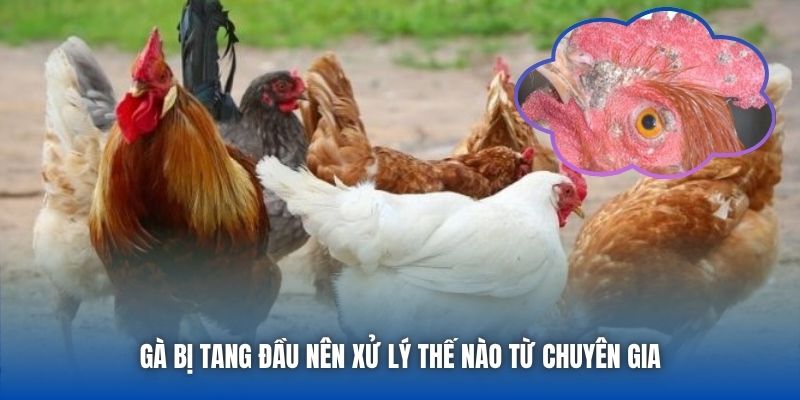 Gà bị tang đầu nên xử lý thế nào từ chuyên gia