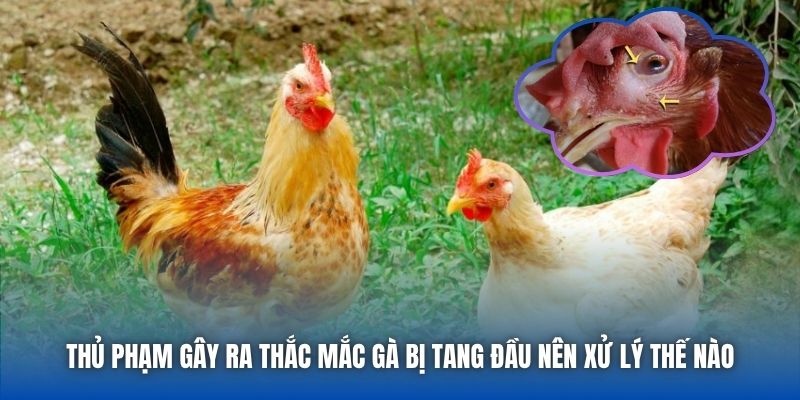 Thủ phạm gây ra thắc mắc gà bị tang đầu nên xử lý thế nào