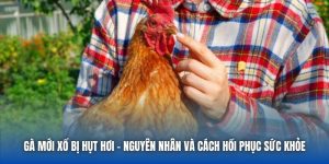 Gà Mới Xổ Bị Hụt Hơi - Nguyên Nhân Và Cách Hồi Phục Sức Khỏe