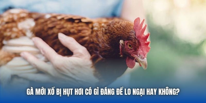 Gà mới xổ bị hụt hơi có gì đáng để lo ngại hay không?