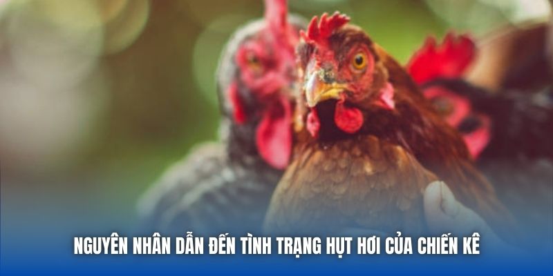 Nguyên nhân dẫn đến tình trạng hụt hơi của chiến kê