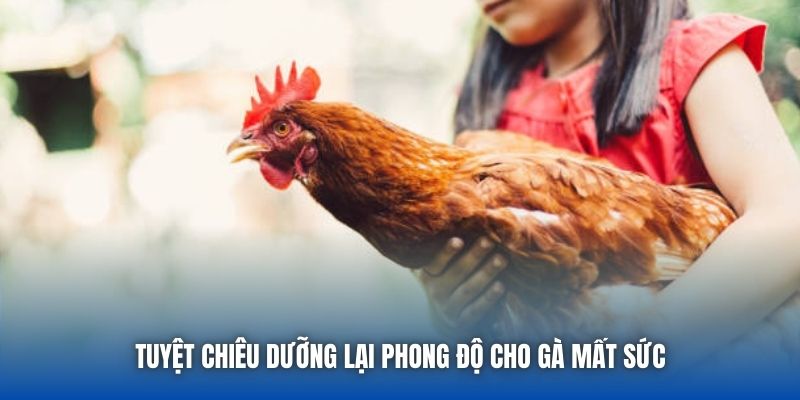 Tuyệt chiêu dưỡng lại phong độ cho gà mất sức